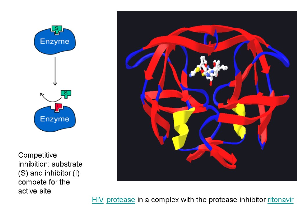 HIV protease in a complex with the protease inhibitor ritonavir Competitive inhibition: substrate (S)